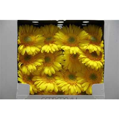 Gerbera Gr Diamond Panama
