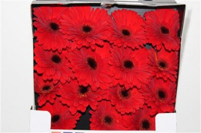 Gerbera Gr Diamond Pandora