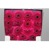 Gerbera Gr Diamond Passoa
