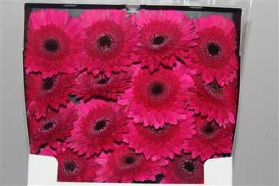 Gerbera Gr Diamond Passoa