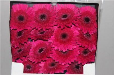Gerbera Gr Diamond Passoa