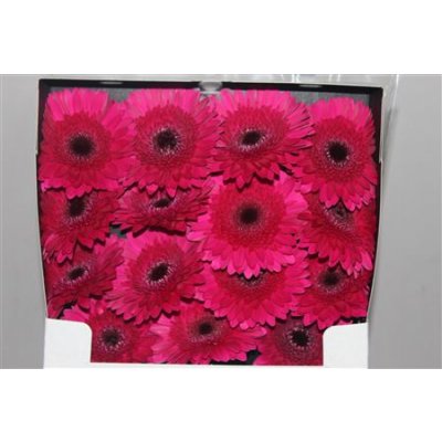 Gerbera Gr Diamond Passoa