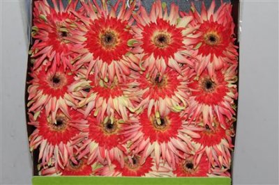 Gerbera Gr Diamond Pasta Arrabiata
