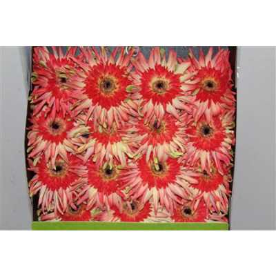 Gerbera Gr Diamond Pasta Arrabiata