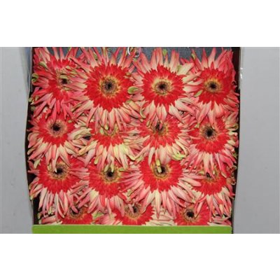 Gerbera Gr Diamond Pasta Arrabiata