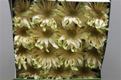 Gerbera Gr Diamond Pasta Carbonara