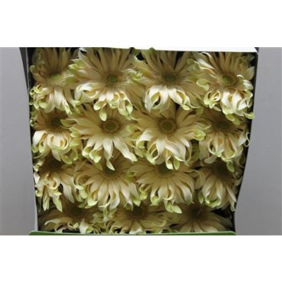 Gerbera Gr Diamond Pasta Carbonara