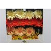 Gerbera Gr Diamond Pasta Mixed