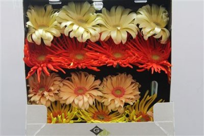 Gerbera Gr Diamond Pasta Mixed