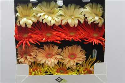 Gerbera Gr Diamond Pasta Mixed