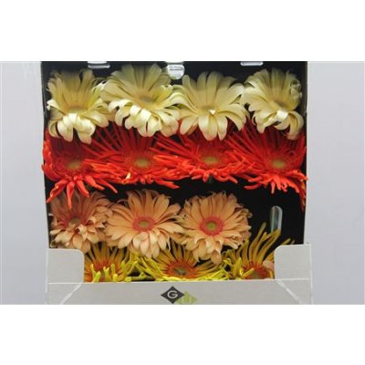 Gerbera Gr Diamond Pasta Mixed