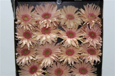 Gerbera Gr Diamond Pasta Rosata