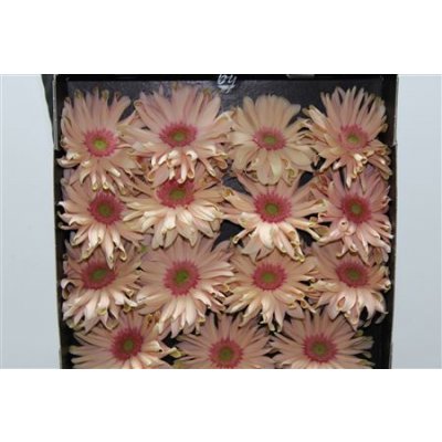 Gerbera Gr Diamond Pasta Rosata