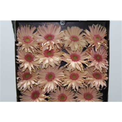 Gerbera Gr Diamond Pasta Rosata
