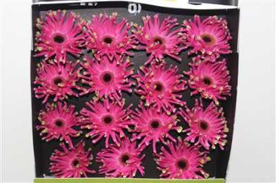 Gerbera Gr Diamond Pastini Andria