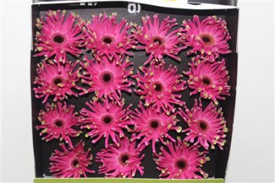 Gerbera Gr Diamond Pastini Andria