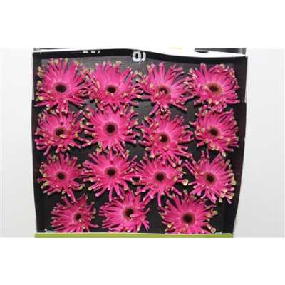Gerbera Gr Diamond Pastini Andria