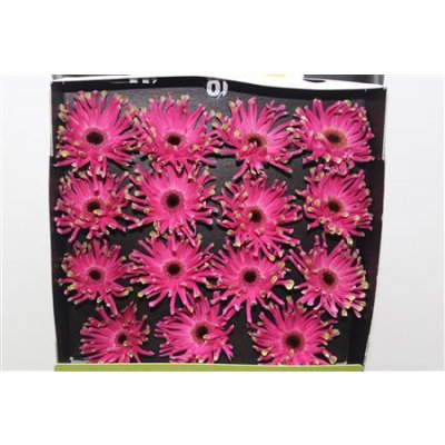 Gerbera Gr Diamond Pastini Andria