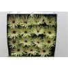 Gerbera Gr Diamond Pastini Arona