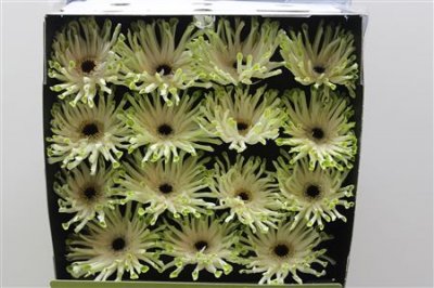 Gerbera Gr Diamond Pastini Arona