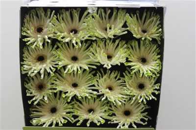 Gerbera Gr Diamond Pastini Arona