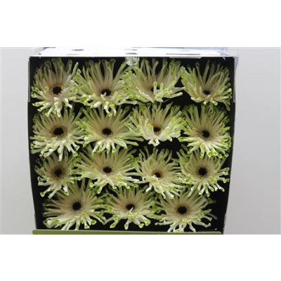 Gerbera Gr Diamond Pastini Arona