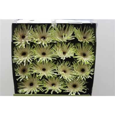 Gerbera Gr Diamond Pastini Arona