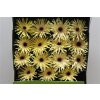 Gerbera Gr Diamond Pastini Corvara