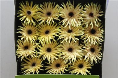 Gerbera Gr Diamond Pastini Corvara
