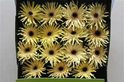 Gerbera Gr Diamond Pastini Corvara