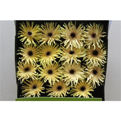 Gerbera Gr Diamond Pastini Corvara