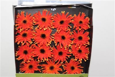 Gerbera Gr Diamond Pastini Emilia