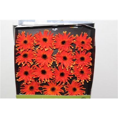 Gerbera Gr Diamond Pastini Emilia
