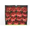 Gerbera Gr Diamond Pastini Novara