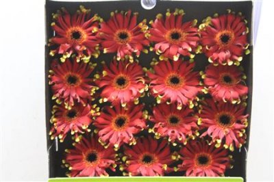 Gerbera Gr Diamond Pastini Novara