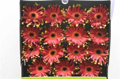 Gerbera Gr Diamond Pastini Novara