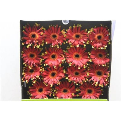 Gerbera Gr Diamond Pastini Novara