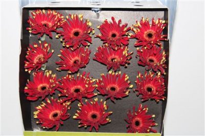 Gerbera Gr Diamond Pastini Parma