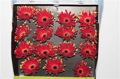 Gerbera Gr Diamond Pastini Parma