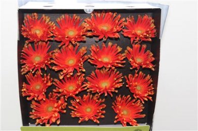 Gerbera Gr Diamond Pastini Varese