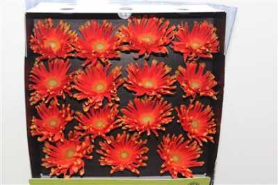 Gerbera Gr Diamond Pastini Varese