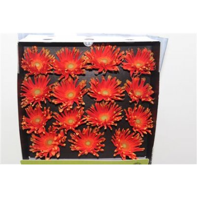 Gerbera Gr Diamond Pastini Varese