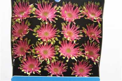 Gerbera Gr Diamond Pastini Venezia