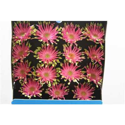 Gerbera Gr Diamond Pastini Venezia