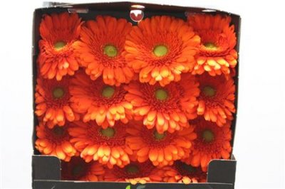 Gerbera Gr Diamond Peptalk