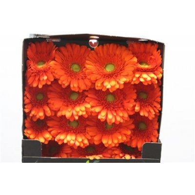 Gerbera Gr Diamond Peptalk