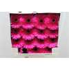 Gerbera Gr Diamond Picobello