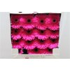 Gerbera Gr Diamond Picobello