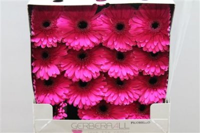 Gerbera Gr Diamond Picobello