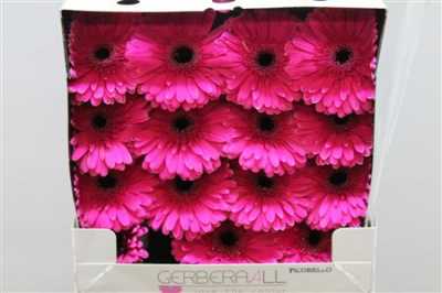 Gerbera Gr Diamond Picobello